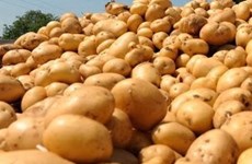 New Zealand to ship potatoes to Vietnam