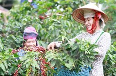  Coffee output likely to fall by 20 percent 