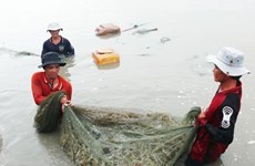 Ca Mau’s seafood exports fall