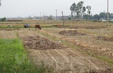 Drought forces crop switch in central Vietnam 