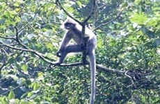 Thanh Hoa: rare primate faces extinction 