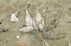 PM orders collection of evidence relating to mass fish deaths 