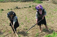 Kon Tum attempts to settle ethnic minorities, poor households 