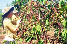 Dak Lak to replace fields of aging coffee trees