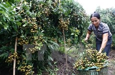 Vietnam to ship longan to US for first time