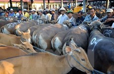 Vietnam - second largest cattle importer of Australia