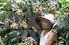 Hanoi ready to ship first late-ripening longan batch to US