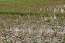 Big aid package approved to counter drought, saline intrusion 