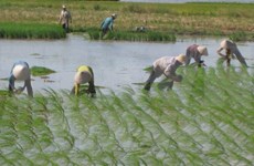 Japanese firm to pilot hi-tech rice farming in Ha Nam