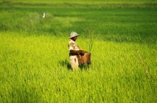 Myanmar: Rice export drops in first half of fiscal 2015