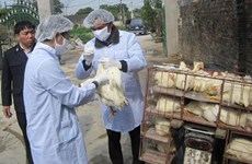 Ministry urges precautionary measures to control bird flu