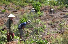 Thua Thien- Hue invests 1.3 million USD in afforestation  