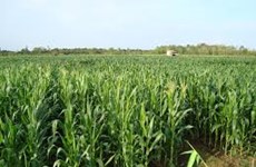 French, Vietnamese firms team up to farm maize in Phu Yen 