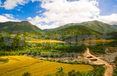Bewitching beauty of golden rice fields in Quang Ninh 