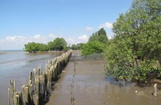 Mangrove forests protect Mekong crops 