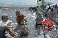 Vietnamese seafood industry moves to meet US new standards