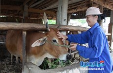 Breeding cows to needy households in Quang Ngai
