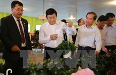 President visits hi-tech agricultural farms in Lam Dong
