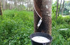 Thai gov’t to support rubber farmers