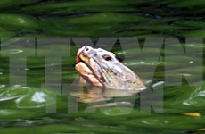 Ancient turtle in Hoan Kiem lake reported dead