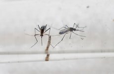 Vietnam readies to tackle Zika virus 