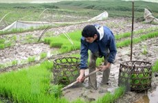 Agriculture promotes Hung Yen’s socio-economic development 