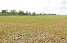Saltwater intrusion damages over 1,000ha of rice in Hau Giang 