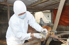VN works to contain animal foot-mouth disease