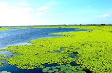 U Minh Thuong becomes Vietnam’s 8th Ramsar site