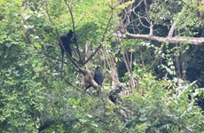 Nine endangered animals released into the wild at Phong Nha-Ke Bang