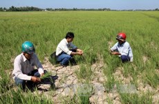 Drought affects over 13,000 households in Tra Vinh