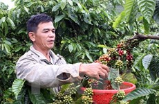 Project launched to replant old coffee plants in Dak Nong