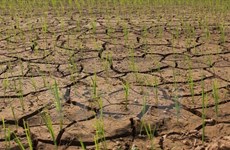 Drought may last several months: deputy environment minister 