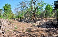Drought causes heavy losses in Ca Mau 