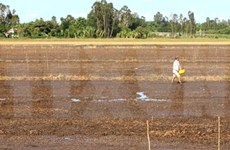 Tra Vinh loses 49.5 million USD due to drought, saline intrusion