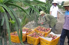 Australia considers dragon fruit imports from Vietnam