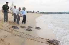 Rare sea turtles released in Quang Ngai