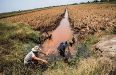 Drought impacts to be discussed at Mekong Delta forum