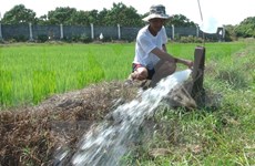 New high-yield rice varieties developed for Quang Tri