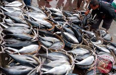 Indonesia boosts quota-based tuna fishing