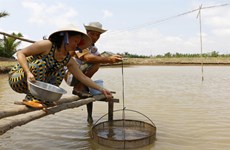 Shrimp breeders lack access to supply chains