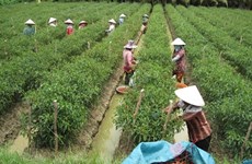 Korean group invests in chilli plantation in VN
