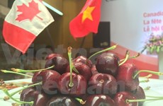 Canadian cherry introduced in Ho Chi Minh City