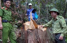 PM requests investigation into pomu forest destruction in Quang Nam