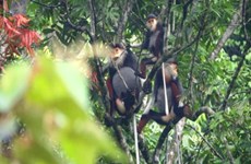 Hundred of rare primates found in Quang Binh