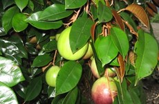 US may allow import of Vietnam’s star apples
