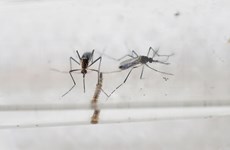 Patient in Phu Yen tests positive for Zika