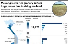 Mekong Delta rice granary suffers huge losses due to rising sea level