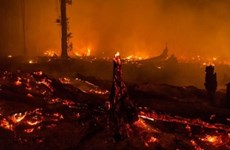 Indonesia declares emergency due to forest fires 