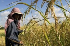 ADB approves new loan to help Cambodia develop agriculture